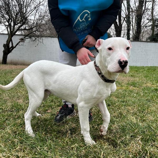 Albino Cucciolo Dogo Argentino